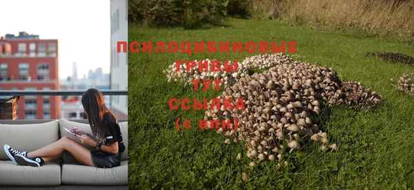 прущие грибы Богородицк